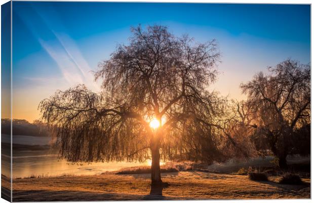 Sunrise At The Willow Tree Canvas Print by Wight Landscapes