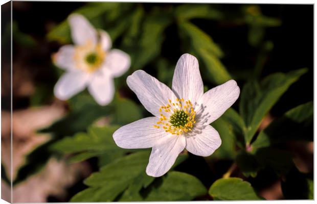 Wood Anemone Canvas Print by Wight Landscapes
