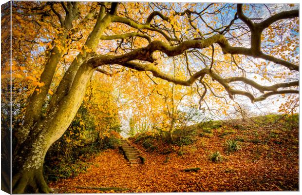 Golden Autumn Colours Canvas Print by Wight Landscapes