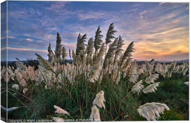Sunset At The Pampas Grass Canvas Print by Wight Landscapes