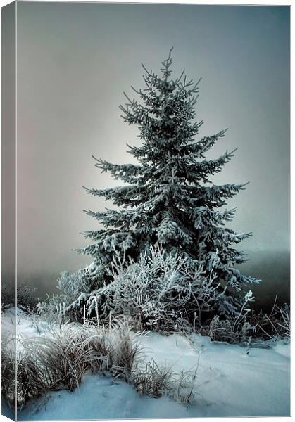 Majestic Winter Canvas Print by heather rivet