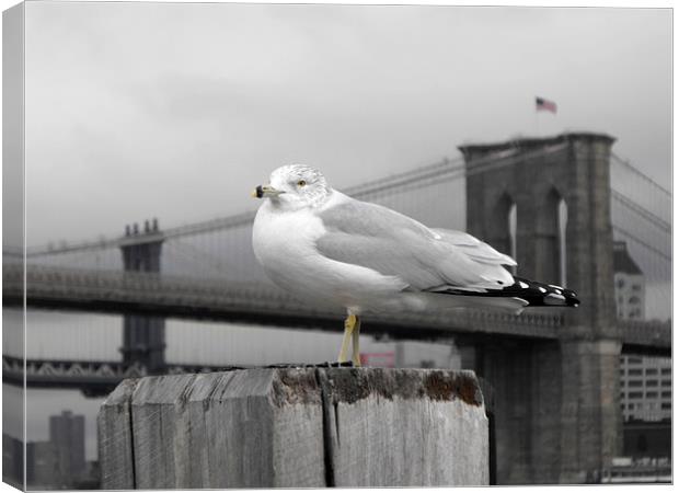 seagull in front of Brooklyn bridge in the winter  Canvas Print by Jutta Klassen