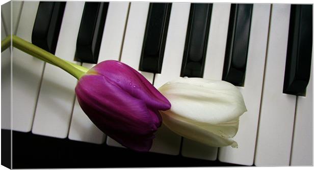 Tulips on Piano Keys Canvas Print by Sandra Buchanan