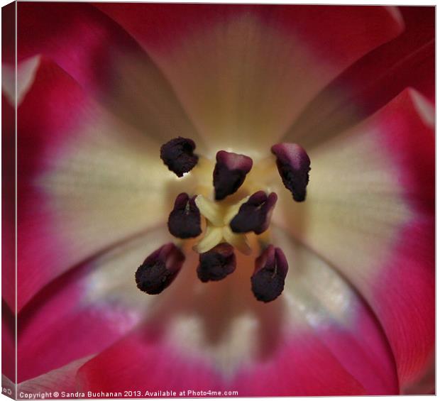 Inside A Tulip Canvas Print by Sandra Buchanan