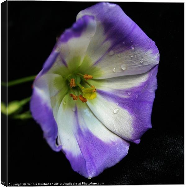 Purple & White Lisianthus Flower Canvas Print by Sandra Buchanan