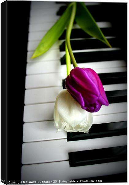 2 Tulips On Piano Keys Canvas Print by Sandra Buchanan