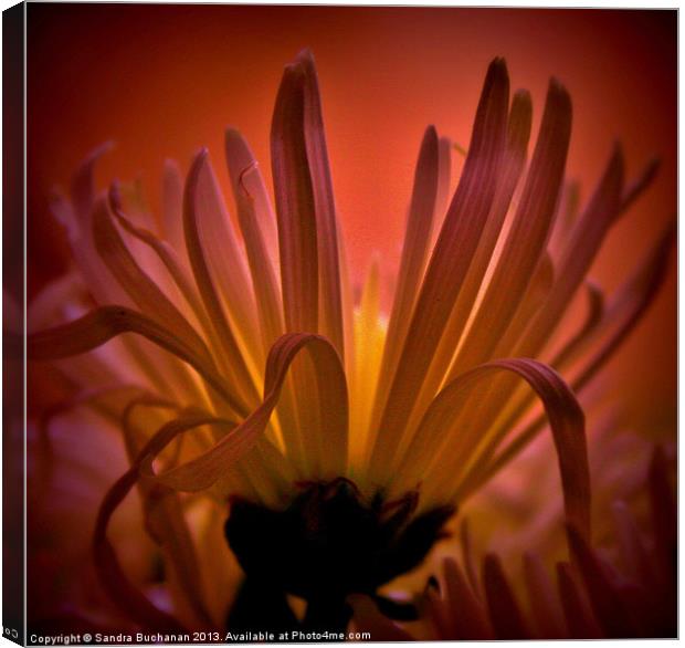 Spider Chrysanthemum Canvas Print by Sandra Buchanan