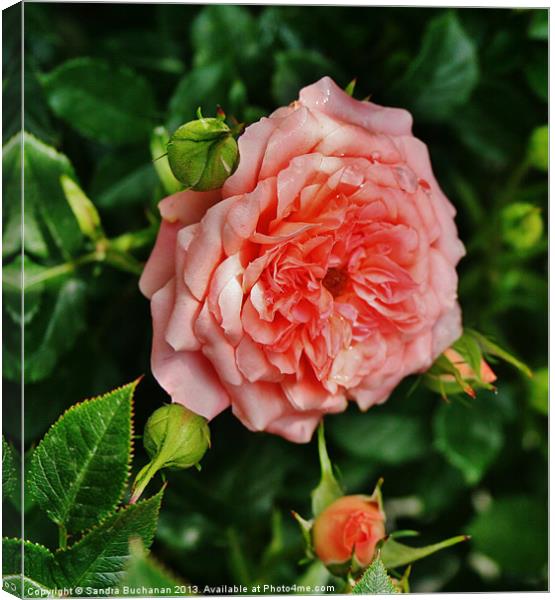 Rose Canvas Print by Sandra Buchanan