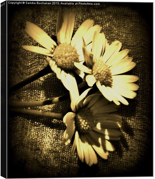 3 Little Daisies Canvas Print by Sandra Buchanan