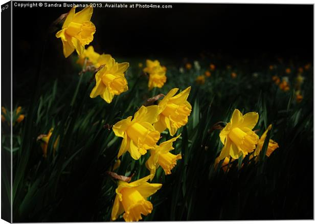 Daffodils Canvas Print by Sandra Buchanan