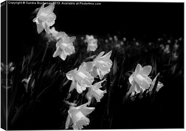Daffodils At Dusk Canvas Print by Sandra Buchanan