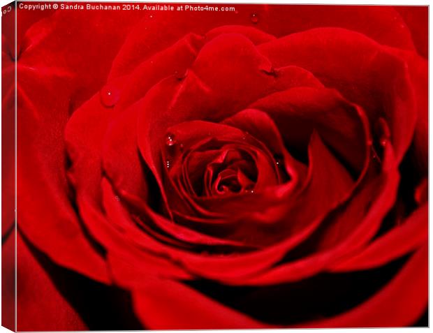 Red Rose Canvas Print by Sandra Buchanan