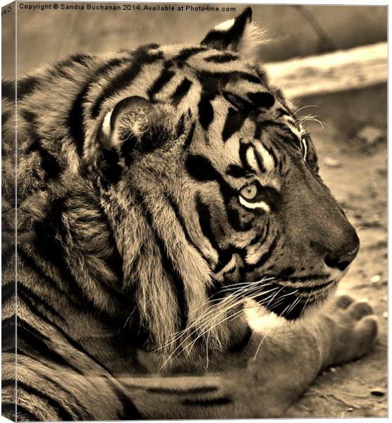 Tigers Eye Canvas Print by Sandra Buchanan