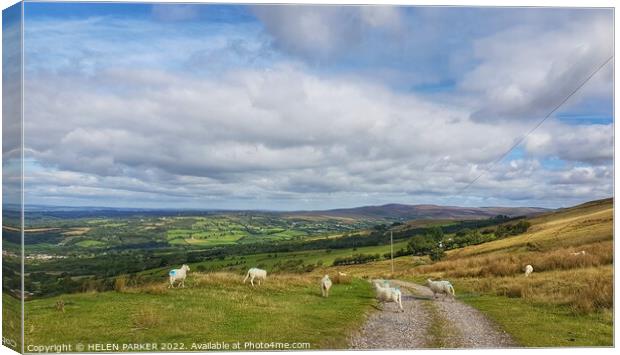 Betws Mountain sheep Canvas Print by HELEN PARKER