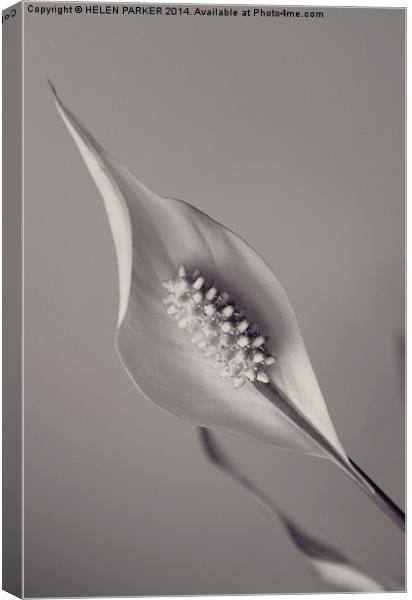 Peace Lily Canvas Print by HELEN PARKER