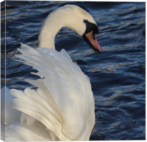 The beauty of a Swan Canvas Print by HELEN PARKER