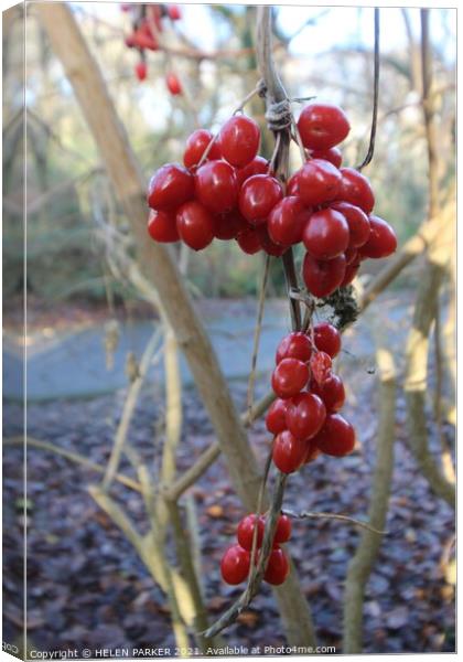 A last crop of berries Canvas Print by HELEN PARKER