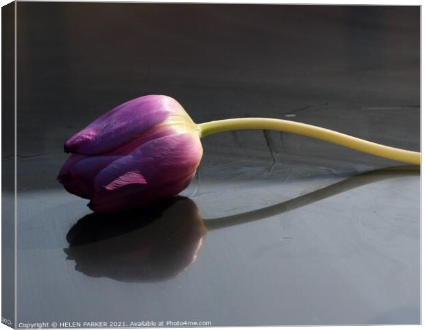 A purple tulip Canvas Print by HELEN PARKER