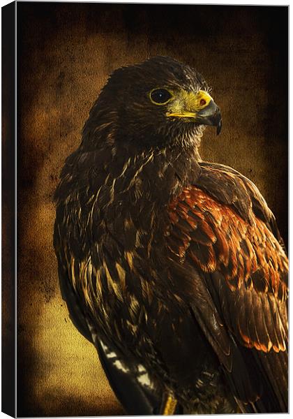 Harris Hawk Canvas Print by Don Alexander Lumsden