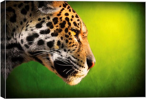  The Stare Canvas Print by Don Alexander Lumsden