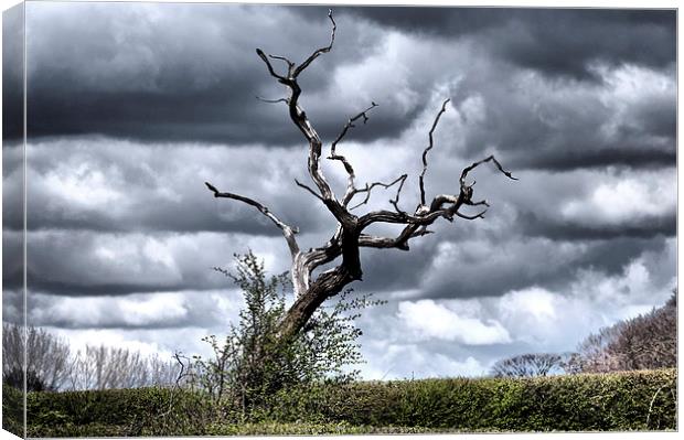  Petrified tree in Cheshire countryside. Canvas Print by Nick Benke