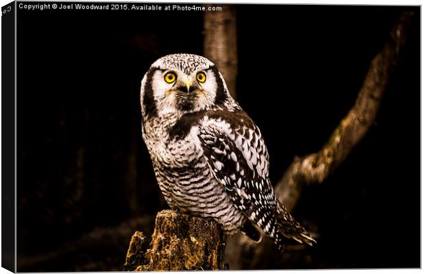  The Great Horned Owl Canvas Print by Joel Woodward