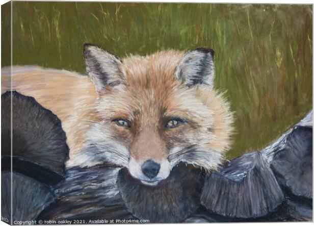 Mr Fox Looking at you Canvas Print by robin oakley