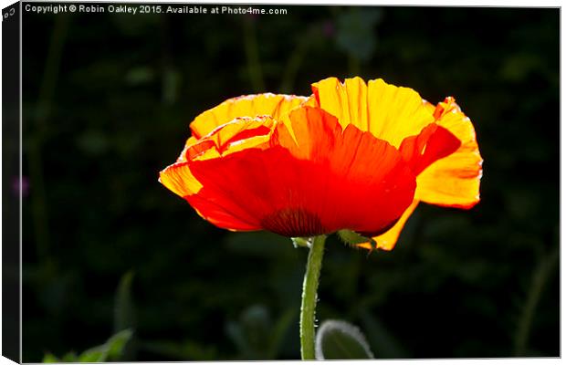  Poppy afternoon Dorset  Canvas Print by robin oakley
