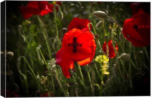  Poppy with Cross  Canvas Print by robin oakley