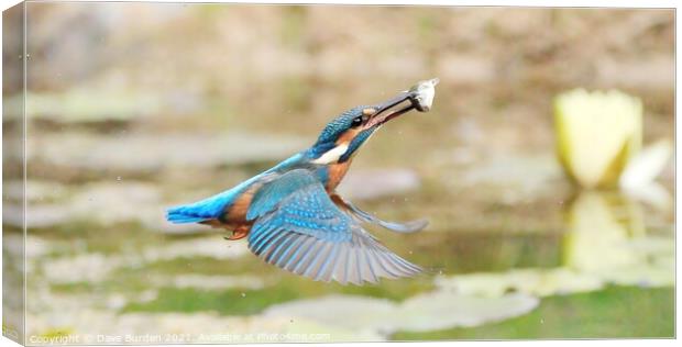 In flight Meal  Canvas Print by Dave Burden