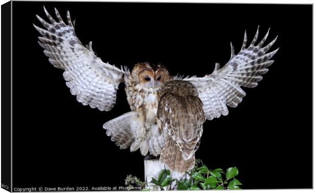 Tawny Owls Canvas Print by Dave Burden