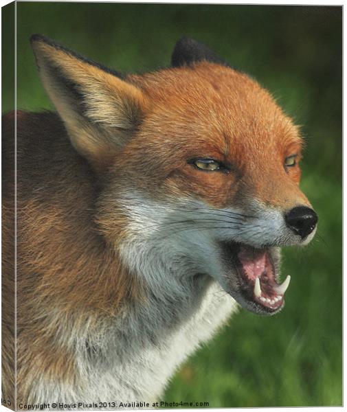 Laughing Fox Canvas Print by Dave Burden