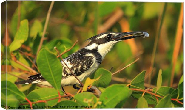 In Front Of The Beak Canvas Print by Dave Burden