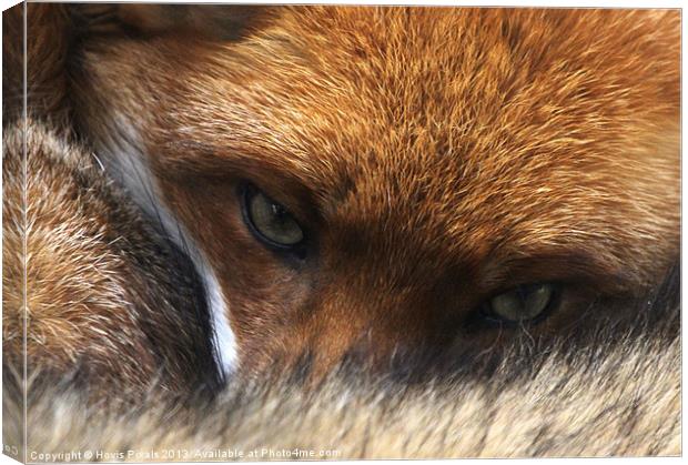 Red Fox Canvas Print by Dave Burden
