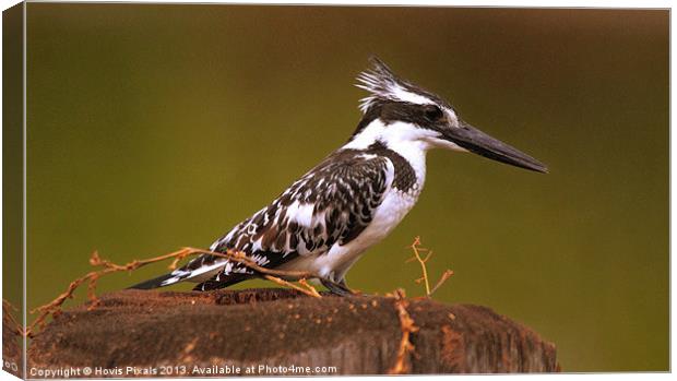 Pied Kingfisher Canvas Print by Dave Burden