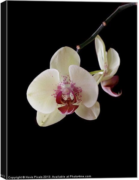 Orchid Canvas Print by Dave Burden