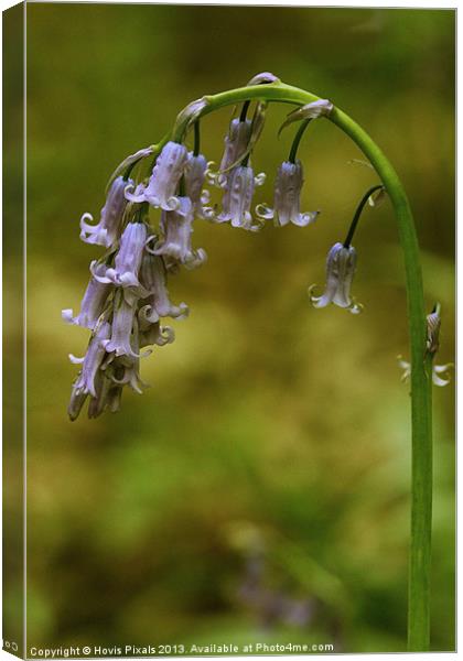 Blue Bells Canvas Print by Dave Burden