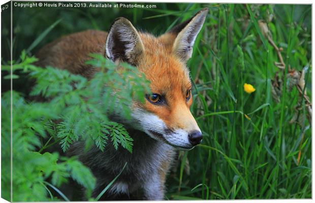 Peek-a -Boo Canvas Print by Dave Burden