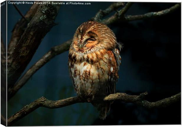  Twylight Tawny Canvas Print by Dave Burden