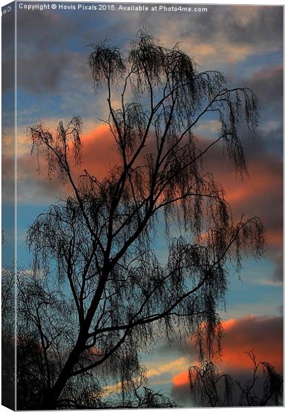  Birch Silhouette Canvas Print by Dave Burden