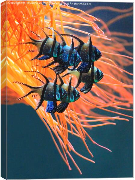 Tropical Fish Canvas Print by Dave Burden