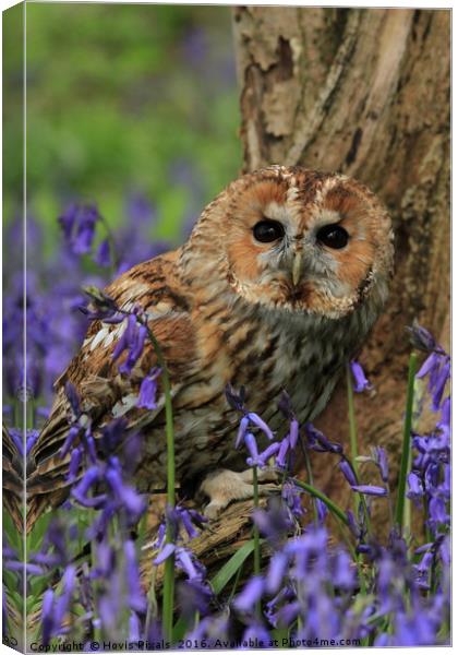 Tawny Owl and Blue Bells Canvas Print by Dave Burden