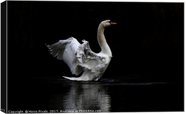 The Swan Canvas Print by Dave Burden