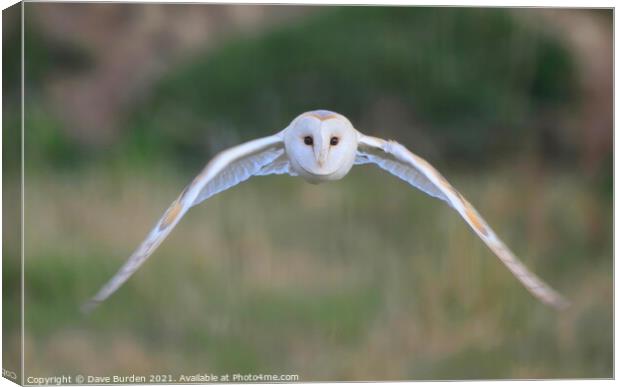 Barn Owl ( in flight ) Canvas Print by Dave Burden