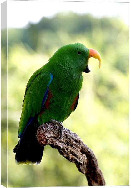 Eclectus Shouting The Odds Canvas Print by Graham Palmer