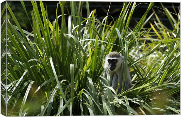 Monkey In The Grass Canvas Print by Graham Palmer