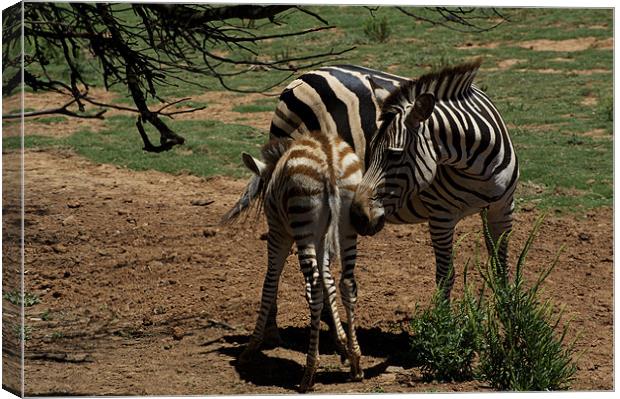Zebra Mother and Foal Canvas Print by Graham Palmer