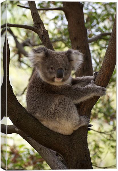 Dindi Learns To Pose Canvas Print by Graham Palmer