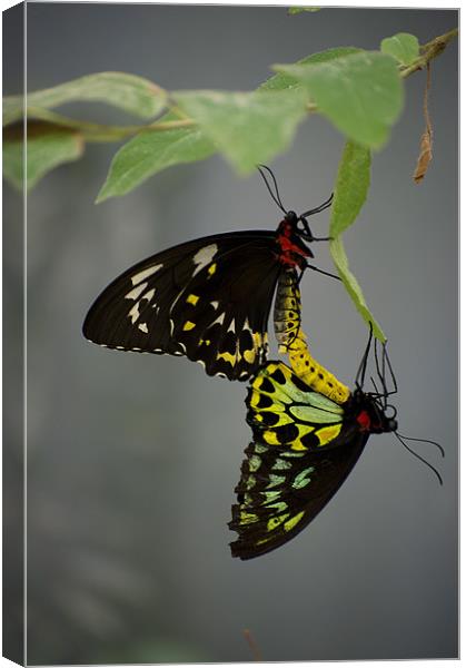 Mating Cairns Birdwings Canvas Print by Graham Palmer