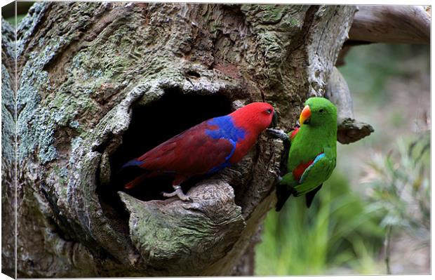 Pair Of Eclectus At The Nest Canvas Print by Graham Palmer